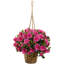 Azalea Hanging Basket Arrangement in Basket