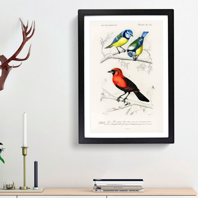 Bird Illustrations PL. 3B by Charles D' Orbigny - Single Picture Frame Painting, Black Framed, 63cm H x 45cm W x 2cm D
