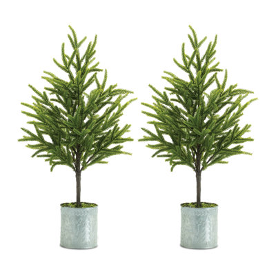 Mini pin en pot (ensemble de 2)