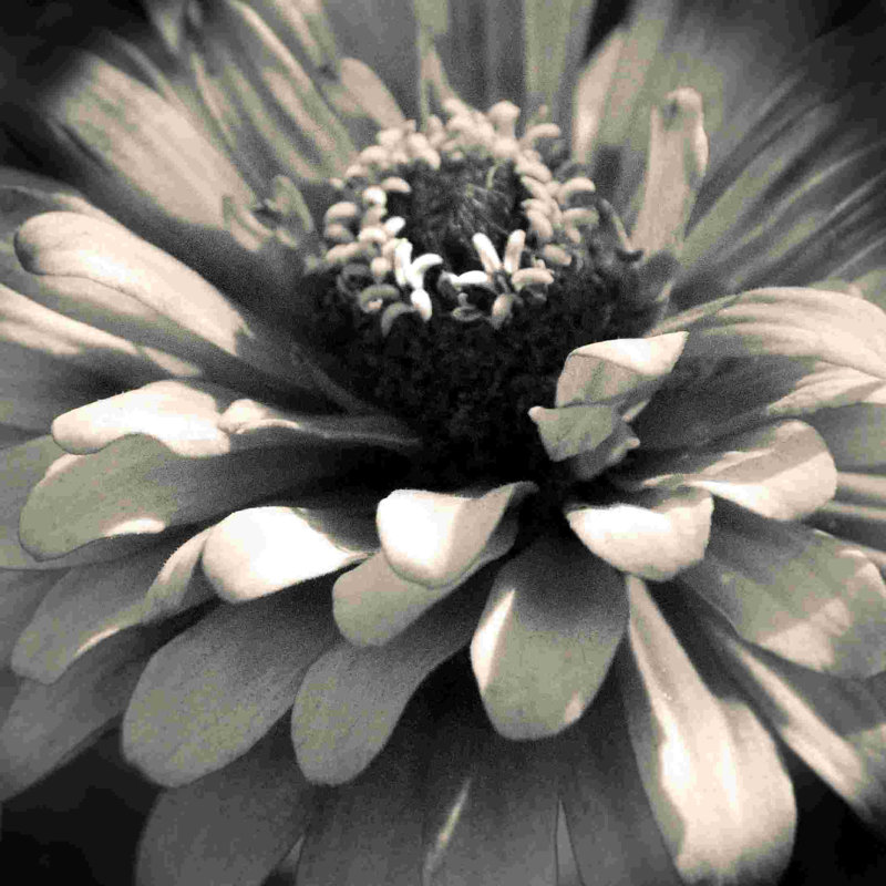 " Flower 1 ", 30" H x 30" W  