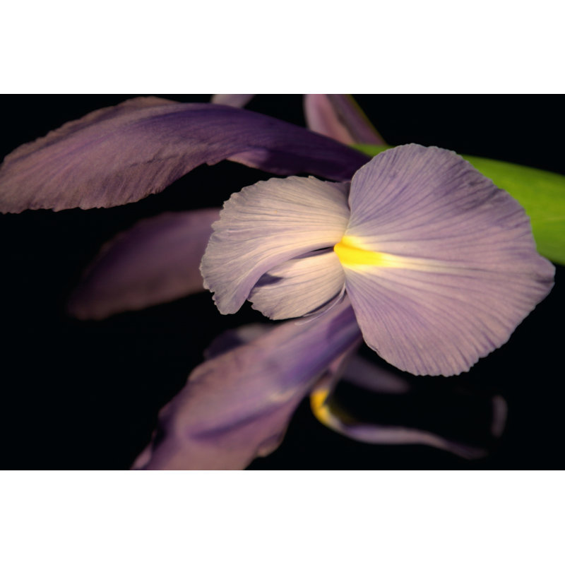 Sweet Iris II - Wrapped Canvas Painting, 46cm H x 30cm W x 3.8cm D