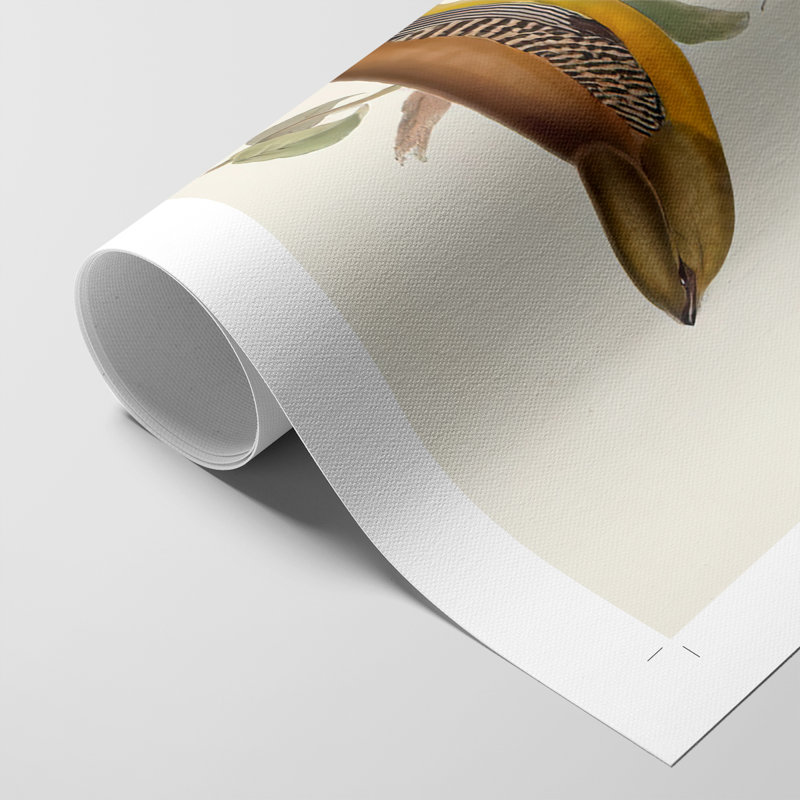 ElegantTrogons II - Impression sur toile seulement - non encadrée, H 36 po x l 24 po