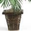 Plante de palmier Silk Areca