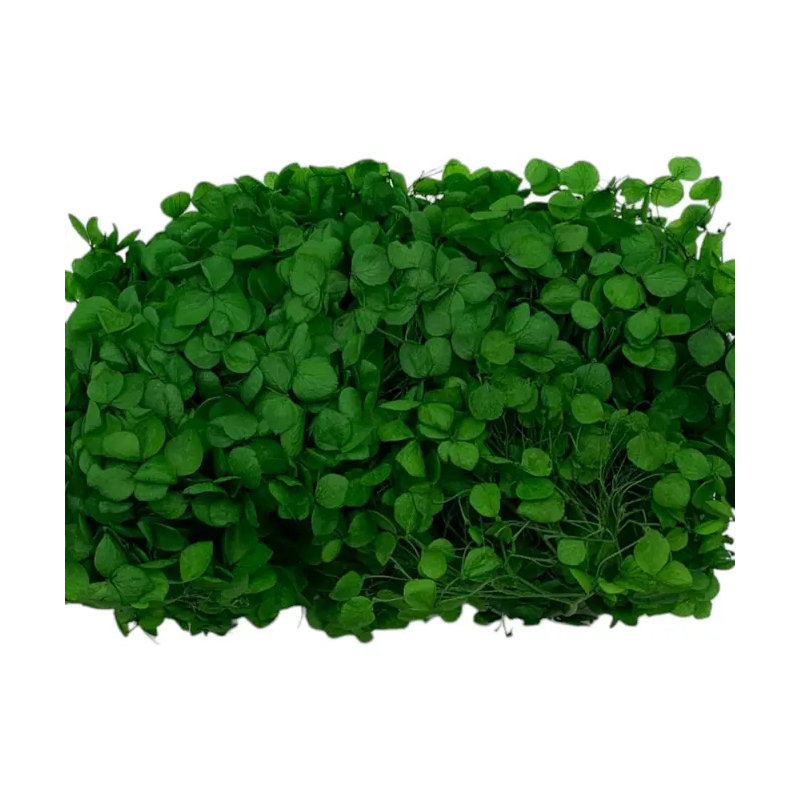 Hortensia Anna séchée, Vert foncé