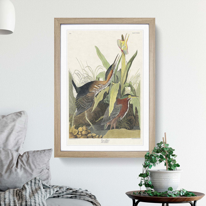 Green Heron by John Audubon - Picture Frame Painting Print, Oak Framed, 65cm H x 48cm W x 2cm D