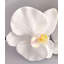ORCHIDÉE FRESH-TOUCH NAT.TCH PHA. X8F 31 po-1985998149