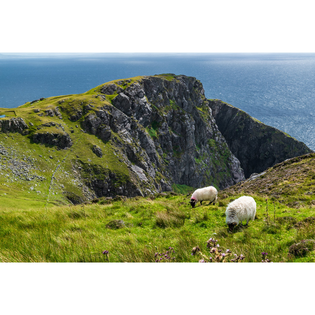 Leinwandbild The Mountain Sheep von Artur Kosmatka