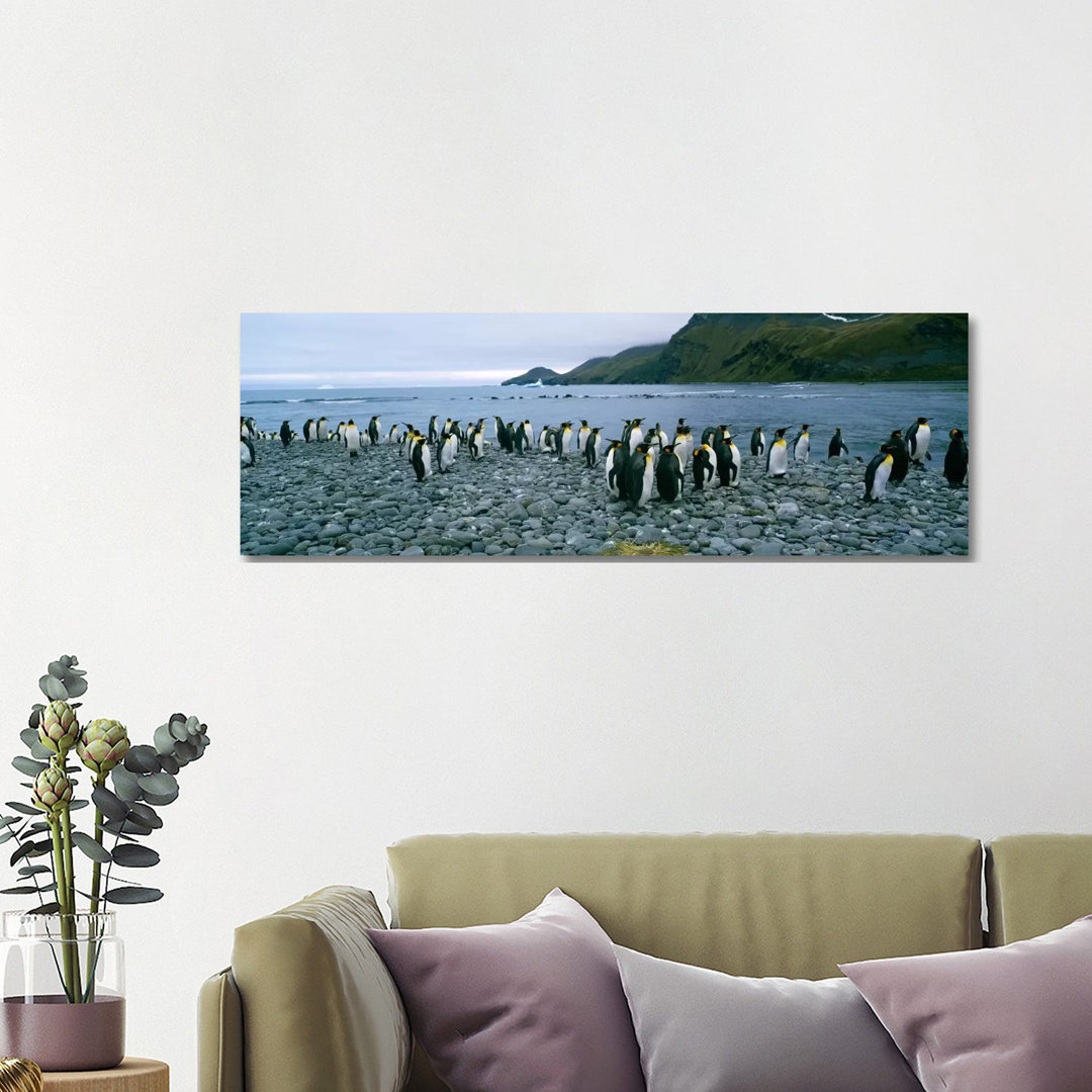 Colony Of King Penguins On The Beach, South Georgia Island, Antarctica - Wrapped Canvas Panoramic Print