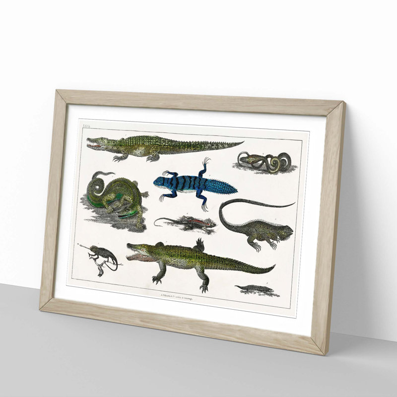 Various Reptiles XXVII by Oliver Goldsmith - Picture Frame Painting Print, 65cm H x 48cm W x 2cm D, Oak Framed