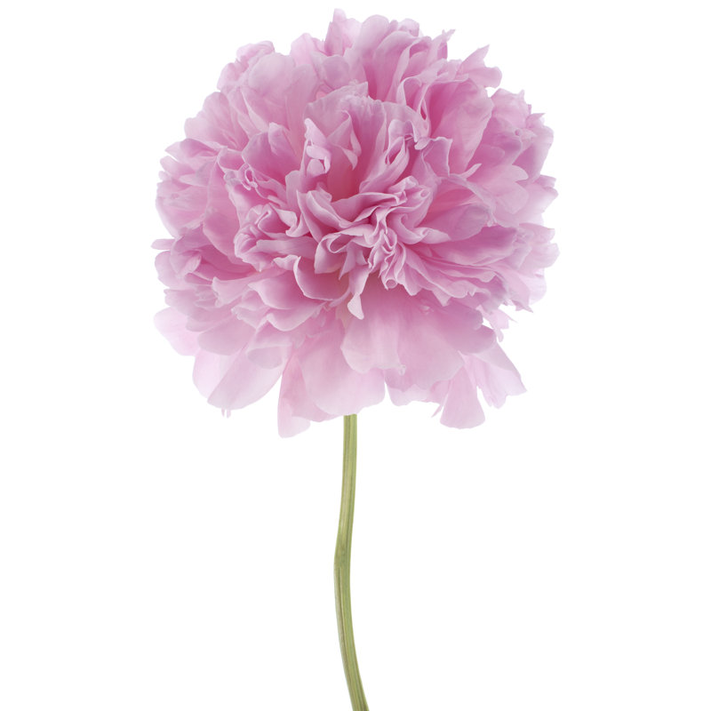 Peony - Wrapped Canvas Print, 91cm H x 61cm W x 3.8cm D
