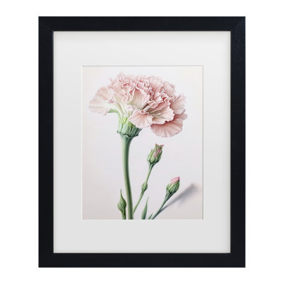 Œillet encadré bolognaise, œillets en poudre