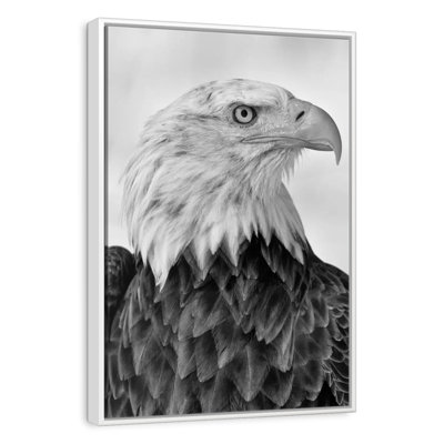 Fierce Looking Eagle