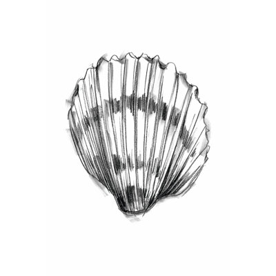 Shell Sketch VI by Ethan Harper - Wrapped Canvas Print