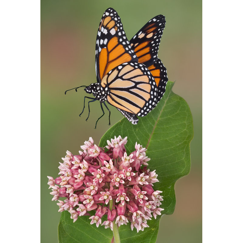 Monarque sur fleur - Photographie sur toile tendue, L 32 po x H 48 po