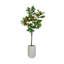 Arbre de magnolia d'extérieur 5,5 pi classé UV dans un pot en fibre de pierre