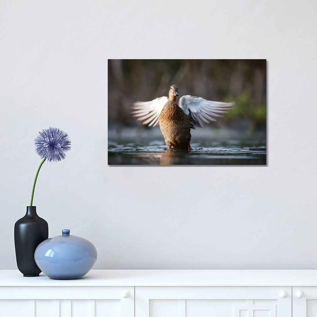 Mallard Duck by Mateusz Piesiak - Wrapped Canvas Print