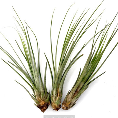 Air Plant Juncea 3PK 4"-6"