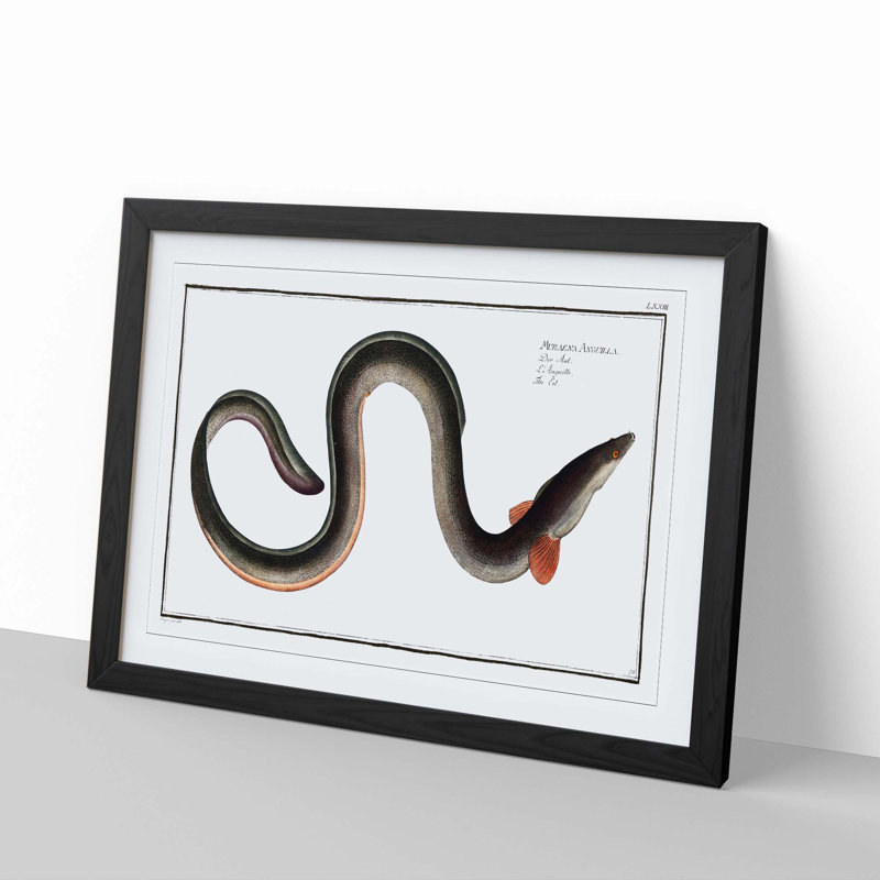 Eel by M.E. Bloch - Framed Print, 27cm H x 36cm W x 2cm D, Black Framed