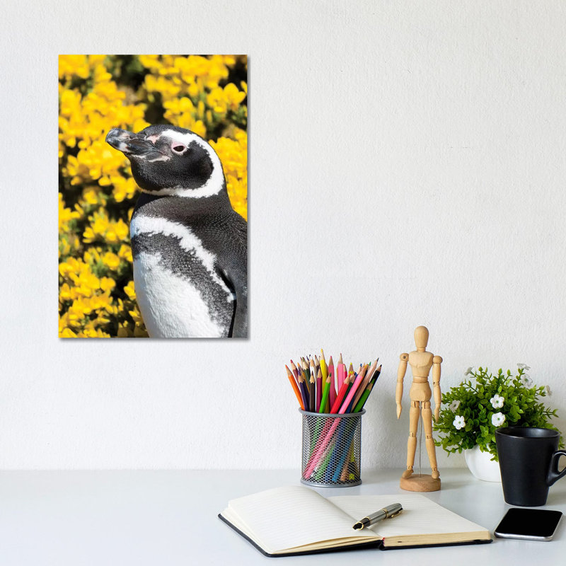 Magellanic Penguin At Burrow In Front Of Yellow Flowering Gorse, Falkland Islands by Martin Zwick - Wrapped Canvas Print