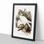 White Goshawks by Elizabeth Gould - Framed Print-55612756-55612759