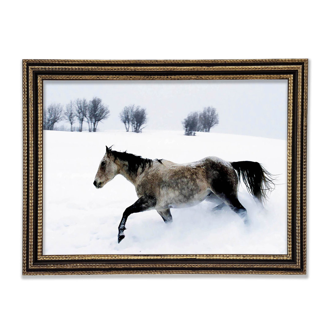 Stallion In The Snow - Druck