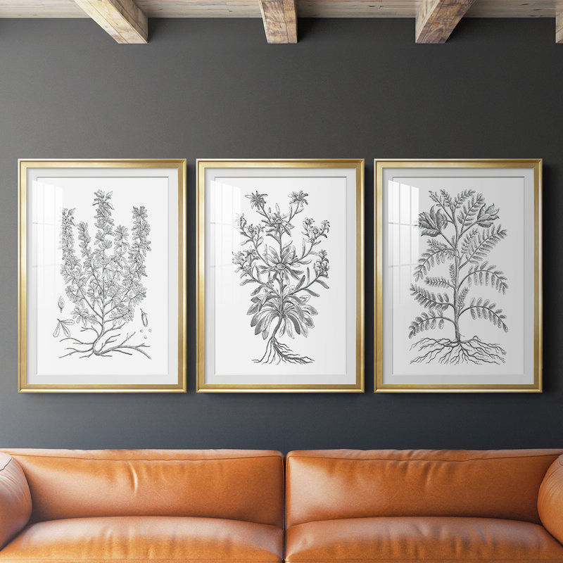 Reproduction encadrée de qualité supérieure B & W Plant Spechantillon V - prête à être accrochée, Or