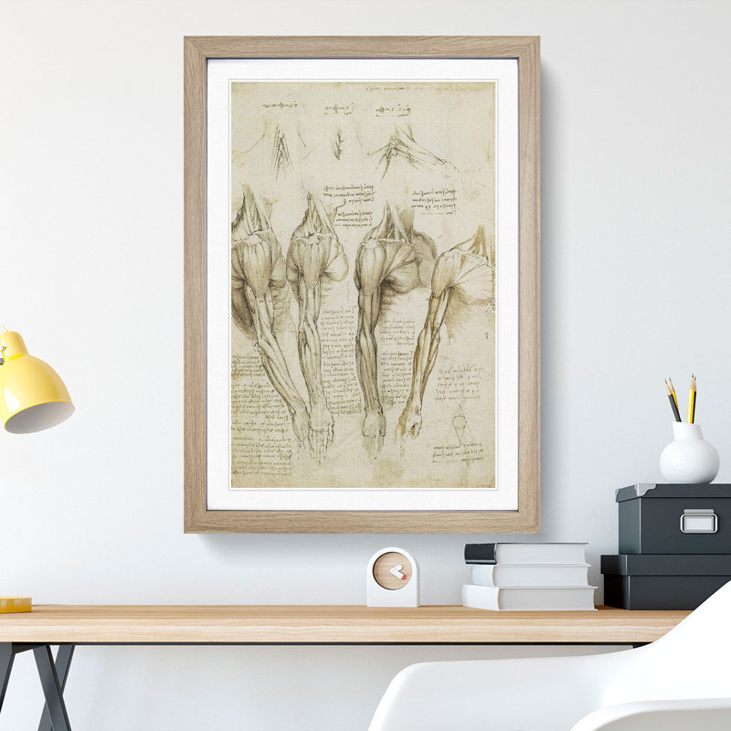 Human Anatomy Vol.8 by Leonardo Da Vinci - Picture Frame Drawing, Oak Framed, 65cm H x 48cm W x 2cm D