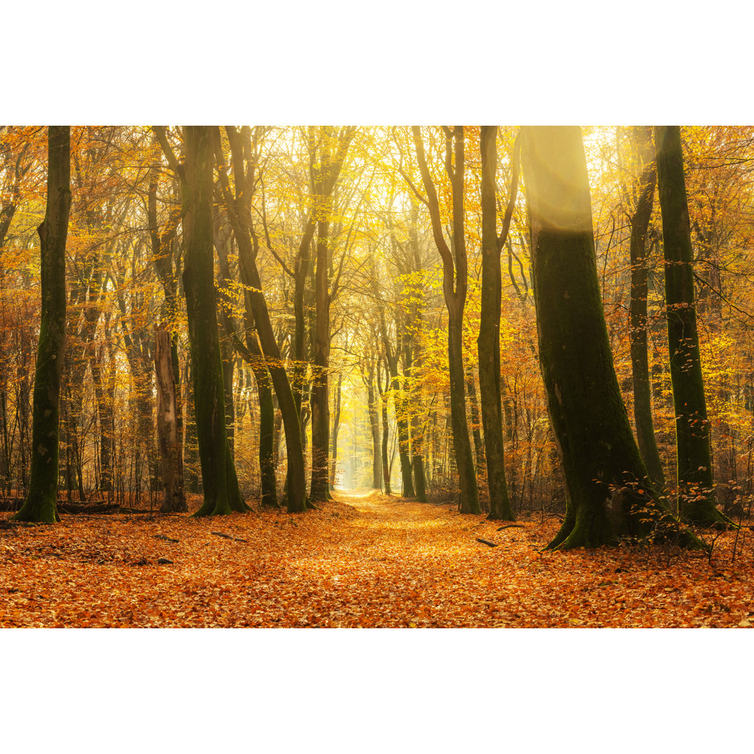 Pfad durch einen goldfarbenen Wald von Sjo - Drucken