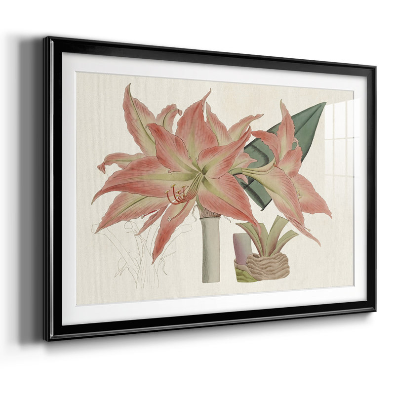 Amaryllis Varietals III, Noir, H 27 po x l 39 po x P 1,5 po