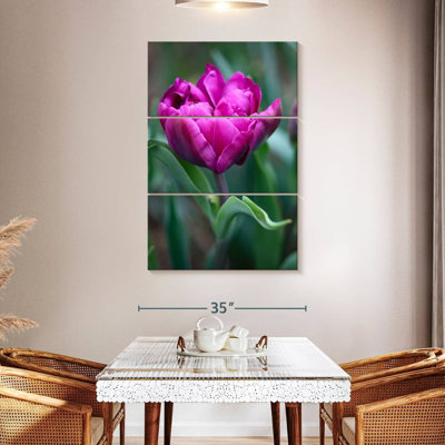 Harnek Fuchsia Tulip