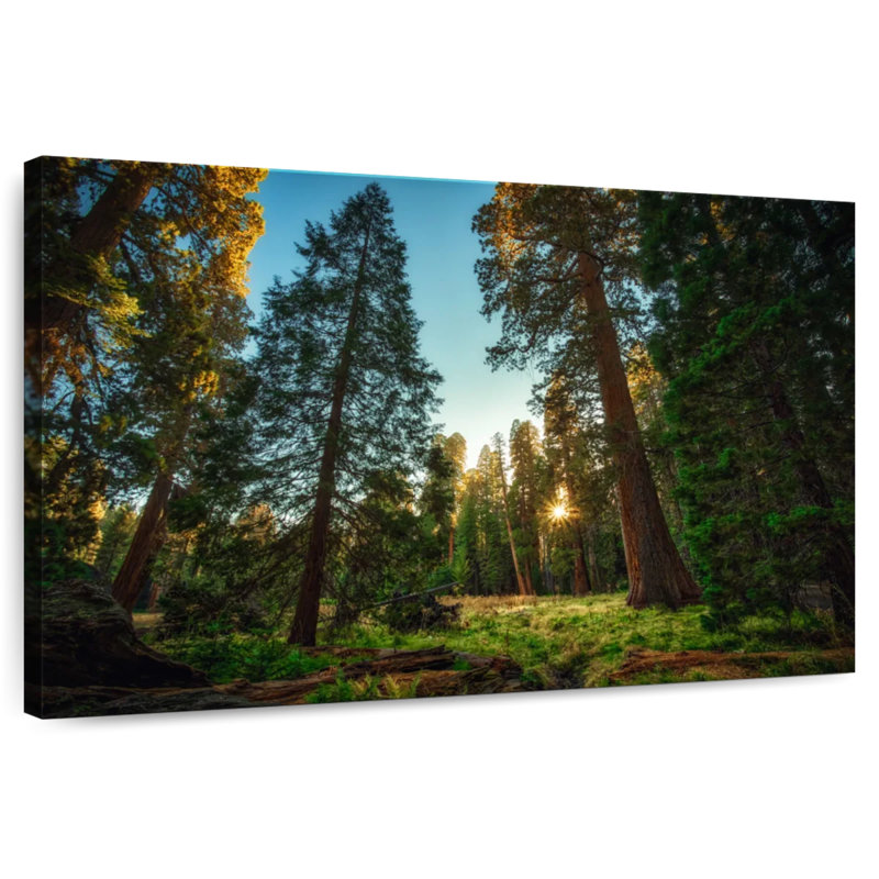Alvord Sequoia Forest Scenery