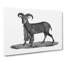 Goat Illustration - Wrapped Canvas Drawing - Wrapped Canvas-55366086