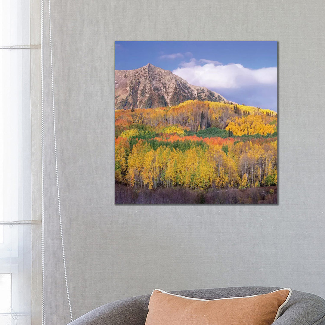 Quaking Aspen Forest In Autumn, Marcellina Mountain, Raggeds Wilderness, Colorado von Tim Fitzharris - Gallery-Wrapped C...