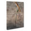Dragonfly Vol.4 - Wrapped Canvas-61849359