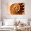 Coque Aletra Nautilus à l'intérieur-107680919