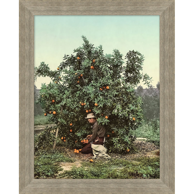 Picking Citrus Print by Nathan Turner