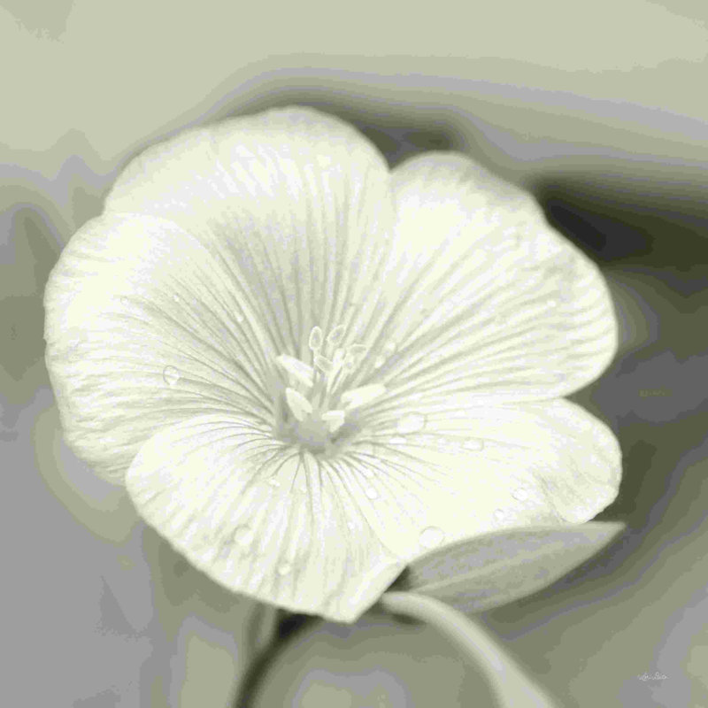 Fleur fanée I, H 12 po x l 12 po
