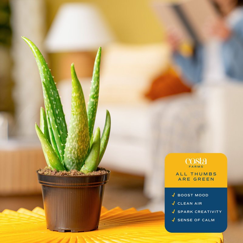 Aloe Vera in Nursery Pot