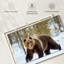 Adulte grizzly-107671335