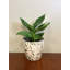 Pot en bambou à feuilles rondes et bambou 7 "Bamboo Blooms-94209017
