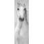 Imprimé monochromes de cheval blanc - impression de salon minimaliste-464375666-464375667