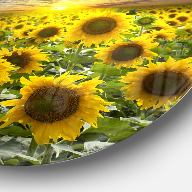 Champ de tournesols en fleurs - reproduction d'art sur bois massif, H 23 po x l 23 po, Impression sans cadre, Métal métal
