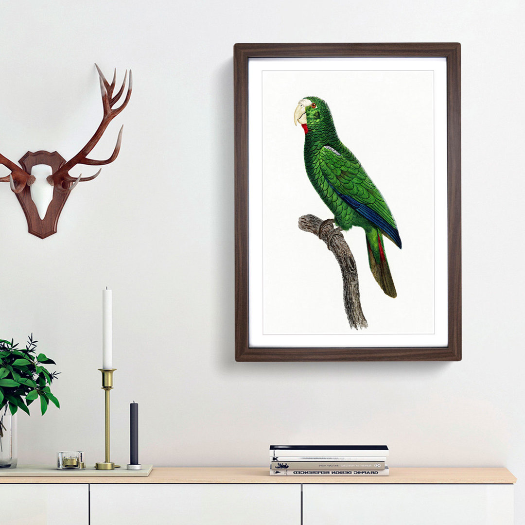 Cuban Amazon Parrot by F. Levaillant - Framed Print