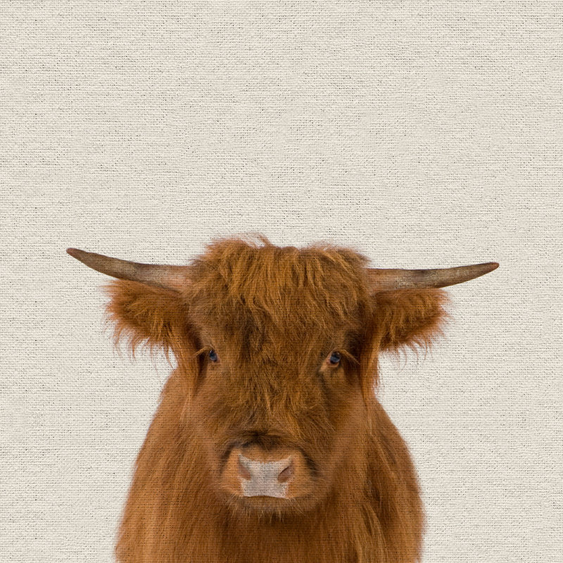 Sleepy Buffalo - Drawing on Canvas, 46cm H x 46cm W