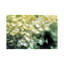 Goniopora Green Coral - Wrapped Canvas Print-143388440