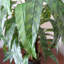 Artificial Foliage Plant in Pot Liner-124076062