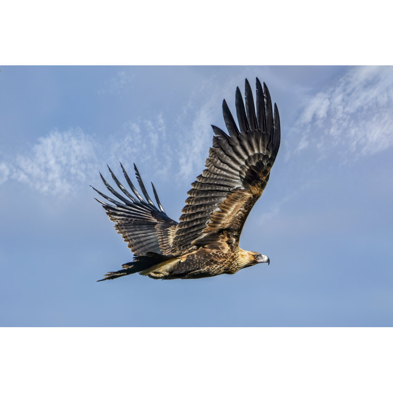 Wedge Tailed Eagle by Tracielouise - Wrapped Canvas Print, 30cm H x 46cm W x 3.8cm D