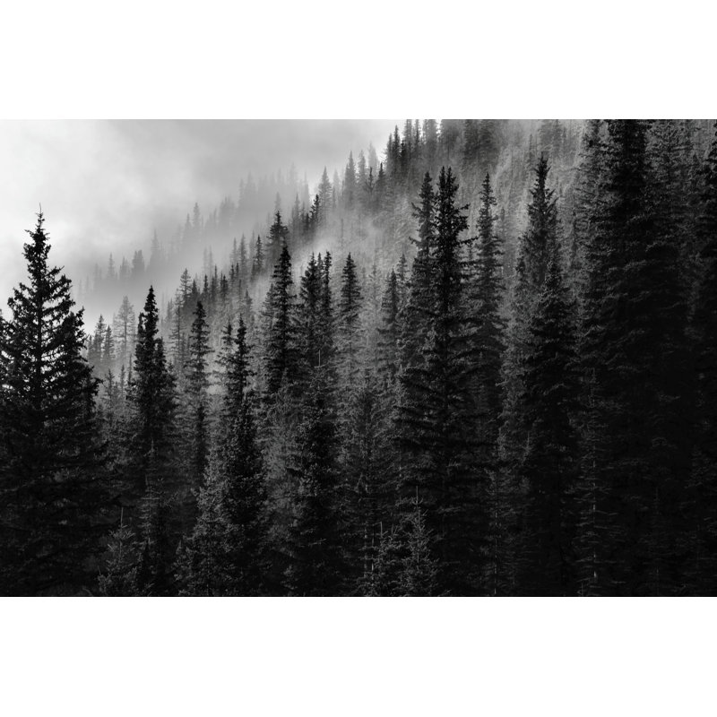 Forest - Wrapped Canvas Print, 8" H x 12" W x 1" D