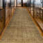 Oriental Area Rug in Beige/Gray