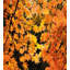Ensemble de housse de couette automne-1492080404